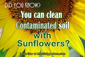Sunflowers are very good phytoremediates and have the ability to clean up the soil.