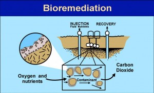 The simple process of bioremediation
