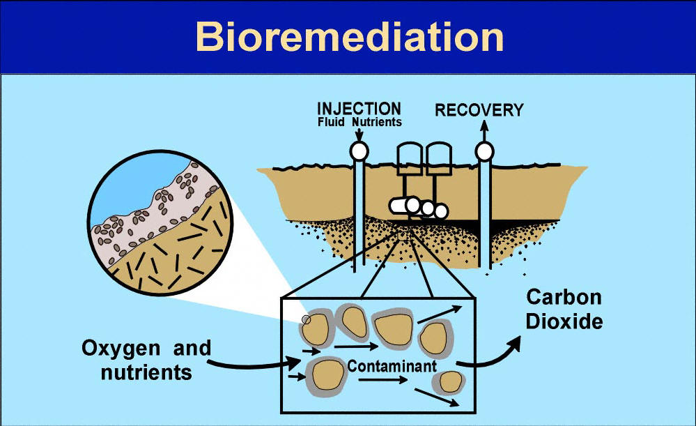 Cleaning up the planet with Bioremediation - Follow Green ...