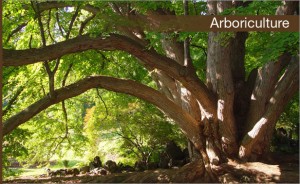 arboriculture