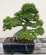 chineseelm bonsai