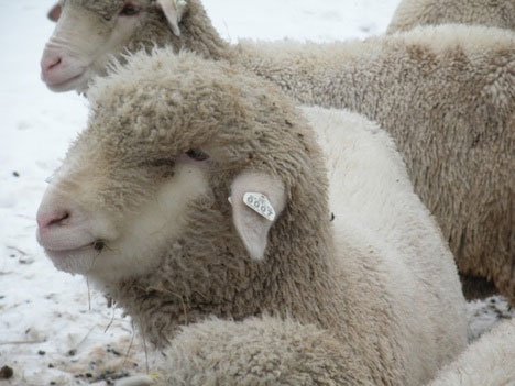 Organic wool : An eco-friendly reason to shun the conventional wool production