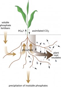 phophate in farming