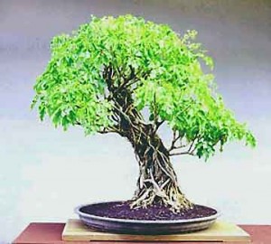 Schefflera arboricola Bonsai