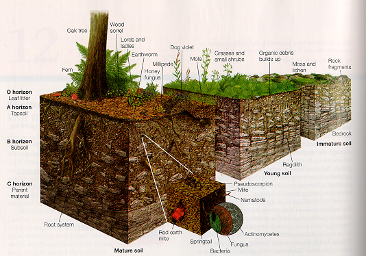Soil ecology : The essential nutrients and horizons