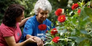 horticultural therapy