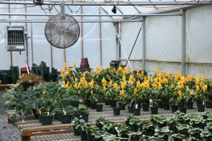 ventilation inside greenhouse