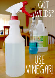 use vinegar to kill weeds