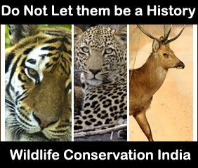 wildlife-conservation-india