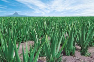 Aloe-Vera-landscape