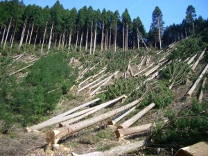elhlu_hikone_deforestation