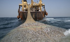 Over fishing along West Africa coast : The Afrika Super Trawler near Maurirania