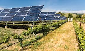 solar agriculture
