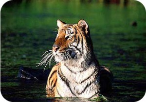 sunderbans-royal-bengal-tiger