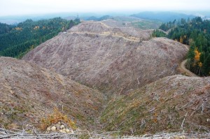 The Phenomenon of Clear Cutting and what are its Negative Impacts ?