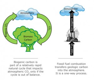 biomass_carbon_cycle