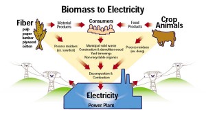 biomass_graphic